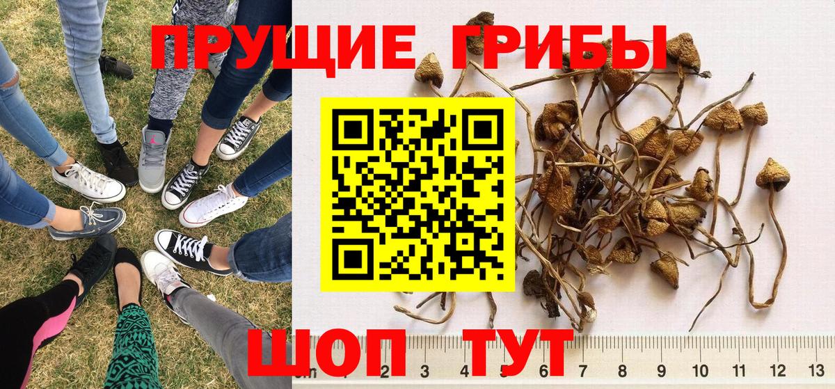 Псилоцибиновые грибы Psilocybine cubensis Вышний Волочёк